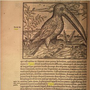 Toucan1575 Thevat.jpg