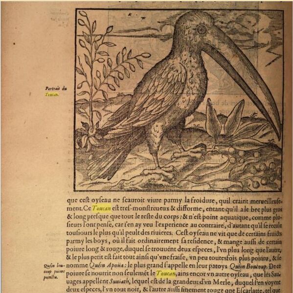 File:Toucan1575 Thevat.jpg
