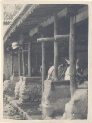 View of a horse stable, China. (1925)