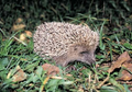 Thumbnail for version as of 13:27, 15 July 2026