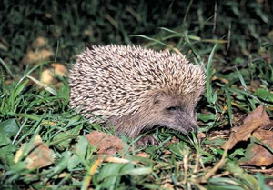 A photo of Amur hedgehog taken in the Far East of Russia