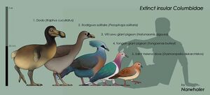 Solitaire+Dodo compared2human.jpg