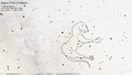Thumbnail for version as of 08:24, 24 September 2026