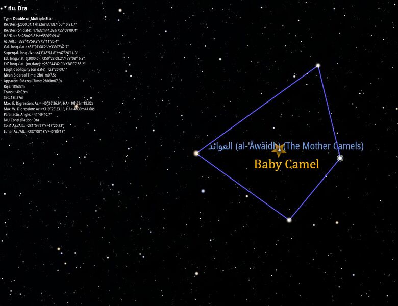 File:4mothers1baby camels stellarium.jpg