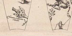 Columba Noah plancius1612.JPG