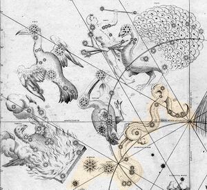 1024px-Johann Bayer - Uraniometria - Hydrus.jpg