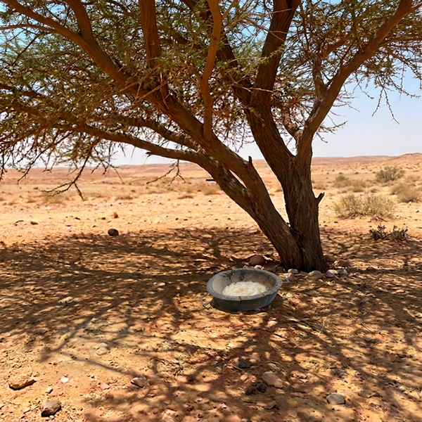 File:Qasaa under tree.png