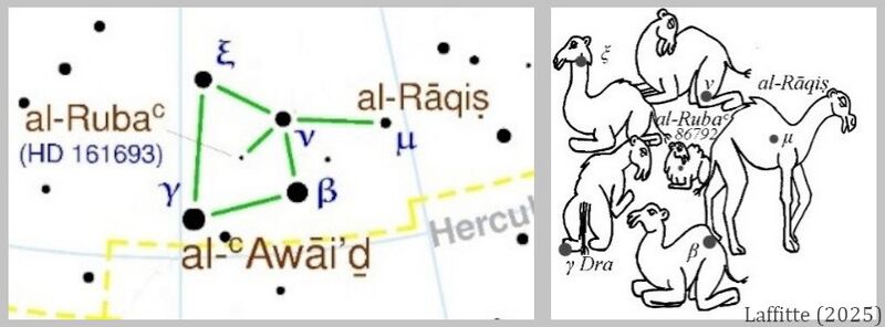 File:Camelmothers+baby RL draw+map.jpg