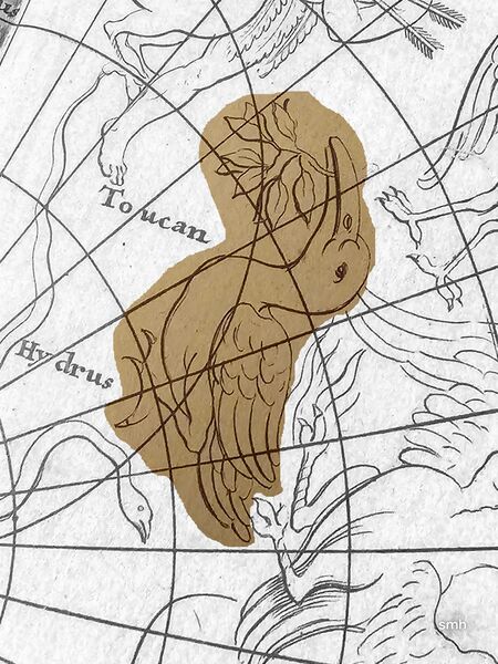 File:Toucan doppelmayr1742.jpg