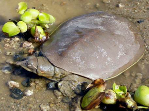Bie (River Turtle)