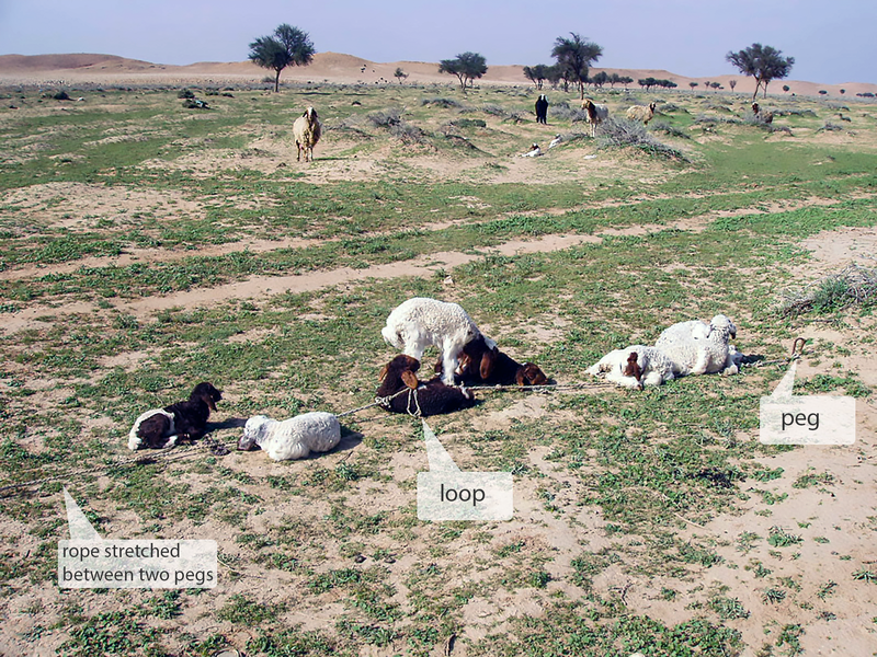 File:Ribq sheep.png