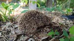 A photo of a hedgehog taken in Northeast China