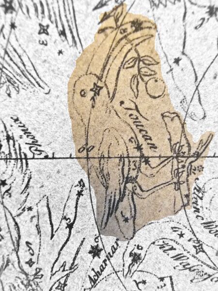 File:Toucan Lacaille Goldbach.jpg