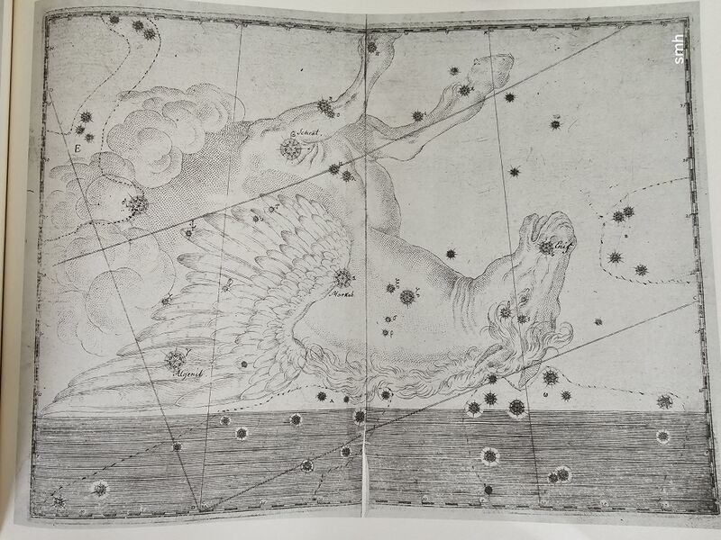 File:Pegasus Bayer1603.jpg