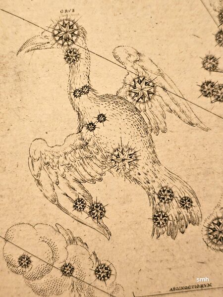 File:Grus Bayer1603.jpg