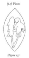 Psc as Swallow-Fish on seal from Uruk (Wallenfels 1993).