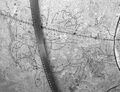 Cusanus globe n.b. – leaps to left, bow drawn, cape on shoulder, foreleg raised, prominent CrA © Petr Hadrava