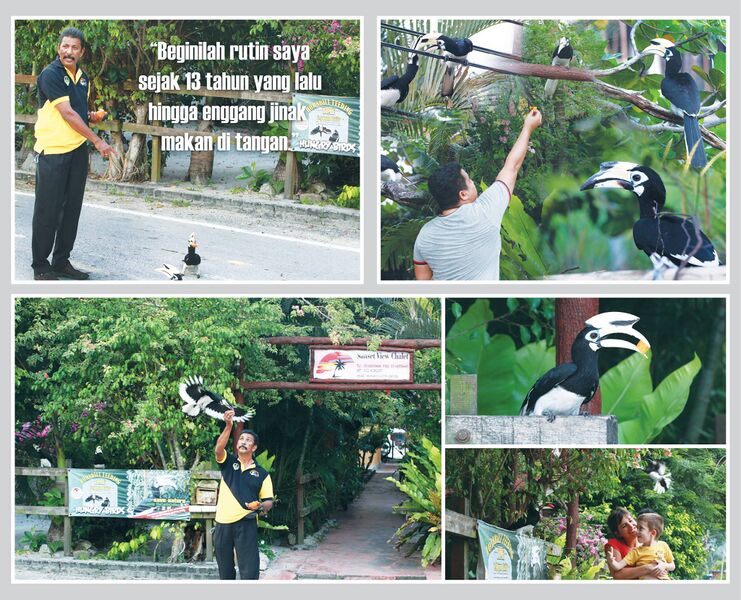 File:Hornbill fb.jpg